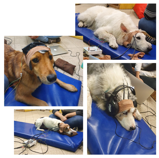 Four very good dogs lying on mats during brain monitoring with EEG and optics
