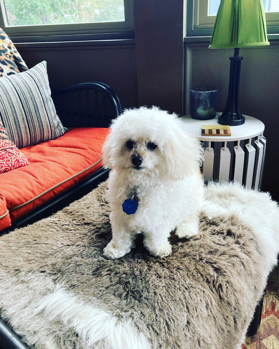 Steve21318688's tweet photo. Sporting my new trim https://t.co/gnb8Su5yzC