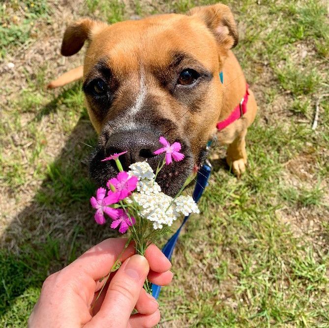 EdReillySubaru's tweet photo. Hi, my name is Dahlia and I'd love to be your one and only! 😍💕 
*
You can meet her and other animals at Pope Memorial SPCA of Concord Merrimack County (@pmspca). Learn more on our website! #SNELovesPets https://t.co/OEAVMqZboM