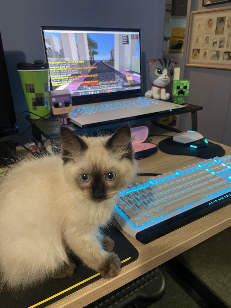 ChrysalisSmp's tweet photo. @GTWScar Ziggy sends his love. He loves my Jellie plushie in the background. Get well soon Scar. 💕 https://t.co/tuBhYlkQIK