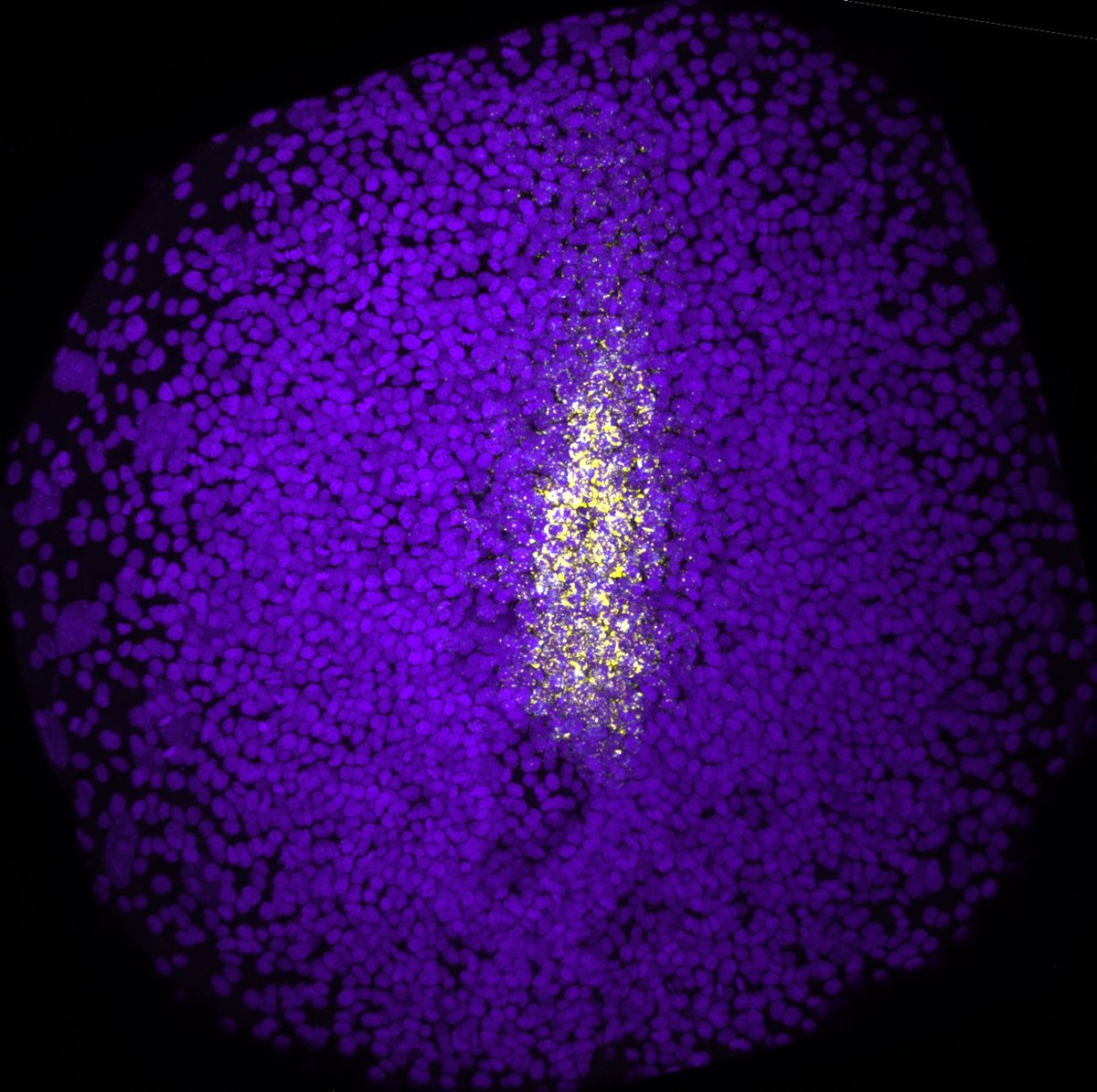 Phil Abitua 🧬 (@ohnolog) on Twitter photo Apply to be the Abitua Lab Manager <a href="/uwgenome/">UW Genome Sciences</a>. Official job posting below 👇uwhires.admin.washington.edu/ENG/candidates… Apply to be the Abitua Lab Manager <a href="/uwgenome/">UW Genome Sciences</a>. Official job posting below 👇uwhires.admin.washington.edu/ENG/candidates…