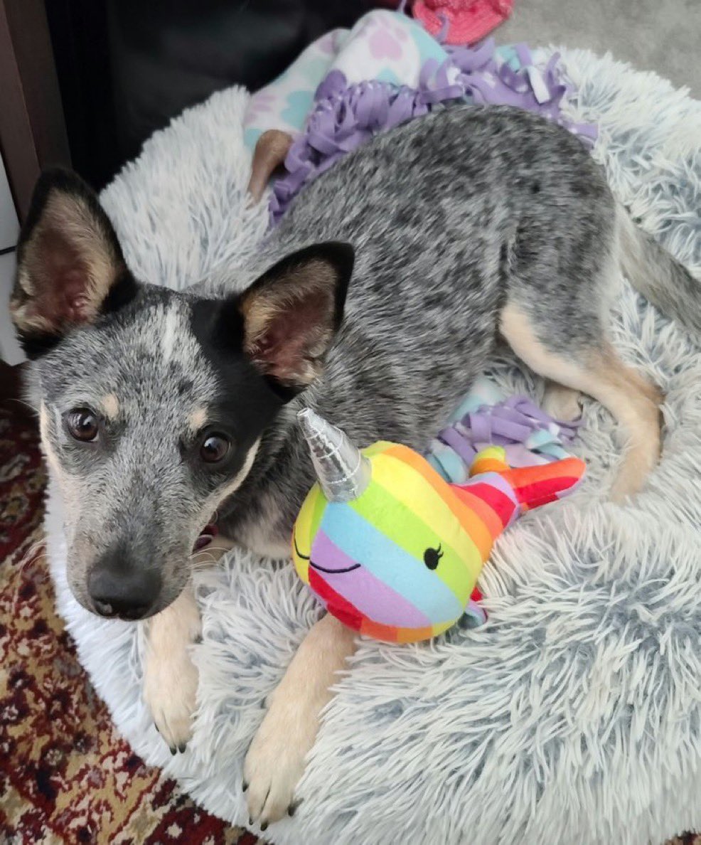 dog_rates's tweet photo. #ad This is Jade. She was tied up in a bag and thrown from the window of a car before being rescued by a passerby. She’s since found her forever home and spends her days cuddling with her best friend, a rainbow narwhal. 14/10 @subaru_usa #MakeADogsDay https://t.co/2b9jHKefUn