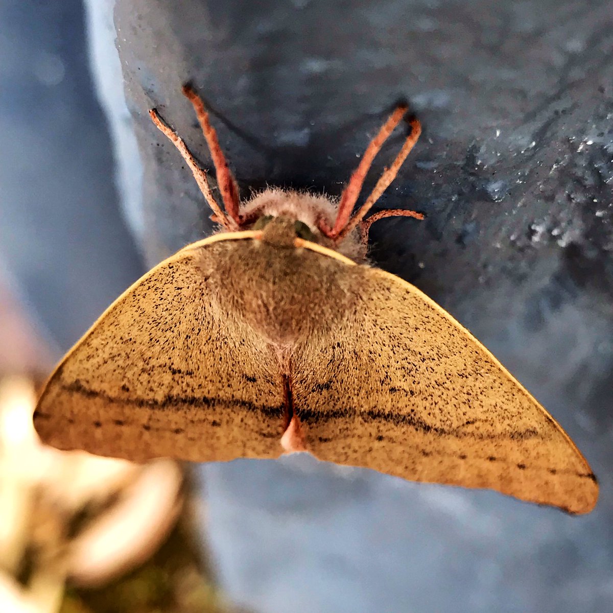 mizdog's tweet photo. Happy Friday. #moth https://t.co/fUHrKPHifv