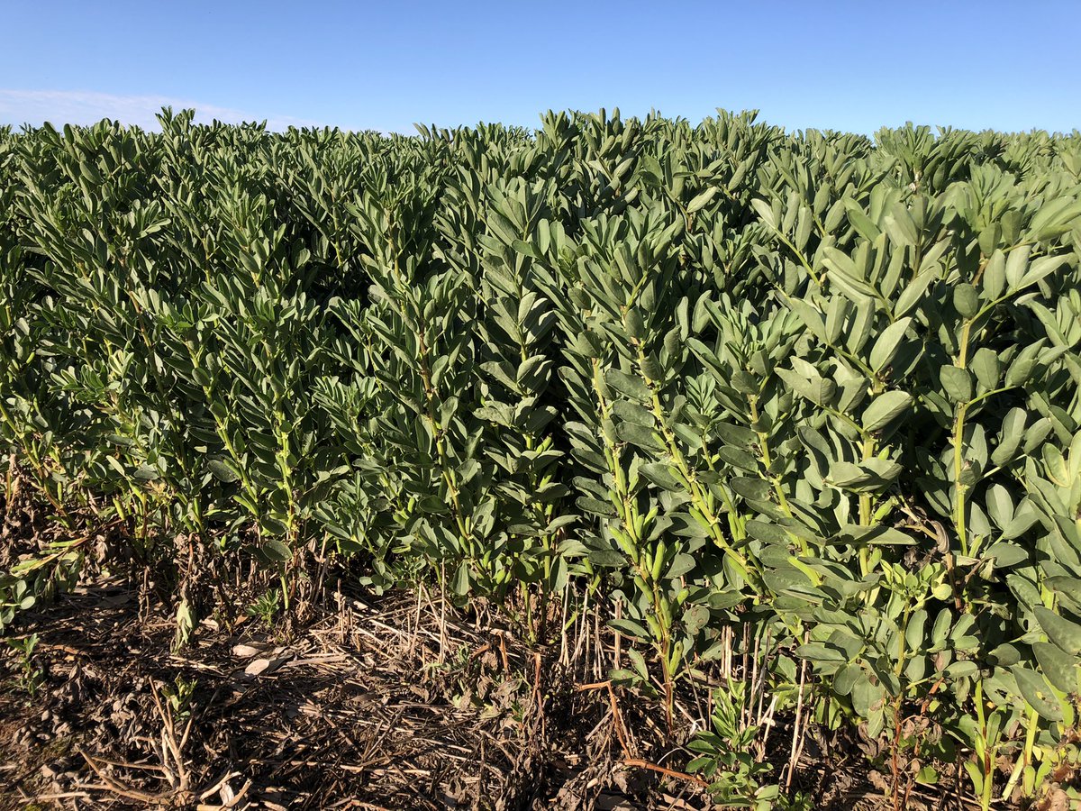 Probably should have been growing these things before now.