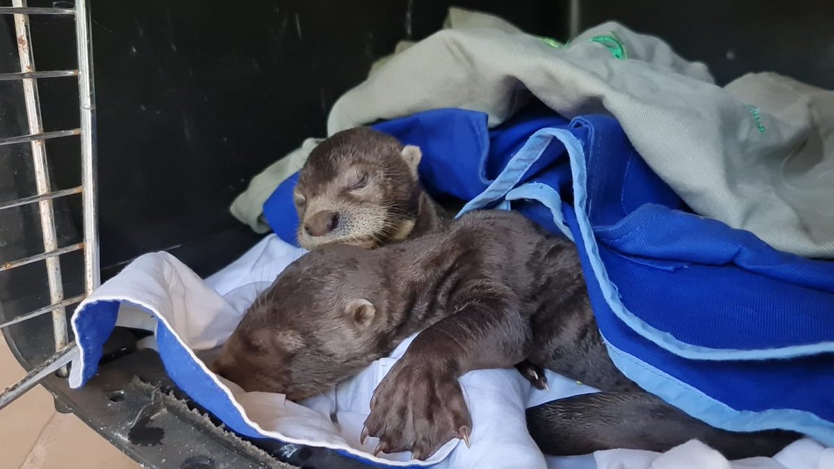 PAITOSOTO's tweet photo. Lo más tierno que he visto hoy, estas dos nutrias fueron recuperadas en el Vichada 🥰🥰🥰😍😍
@PoliciaVichada @MinAmbienteCo https://t.co/ef3VY4WT0d