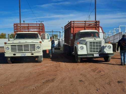 cowbroker's tweet photo. Crawford Livestock got some great pictures of some of our neighbors, still haul their calves to town in 2 ton trucks https://t.co/US2NIG1opD