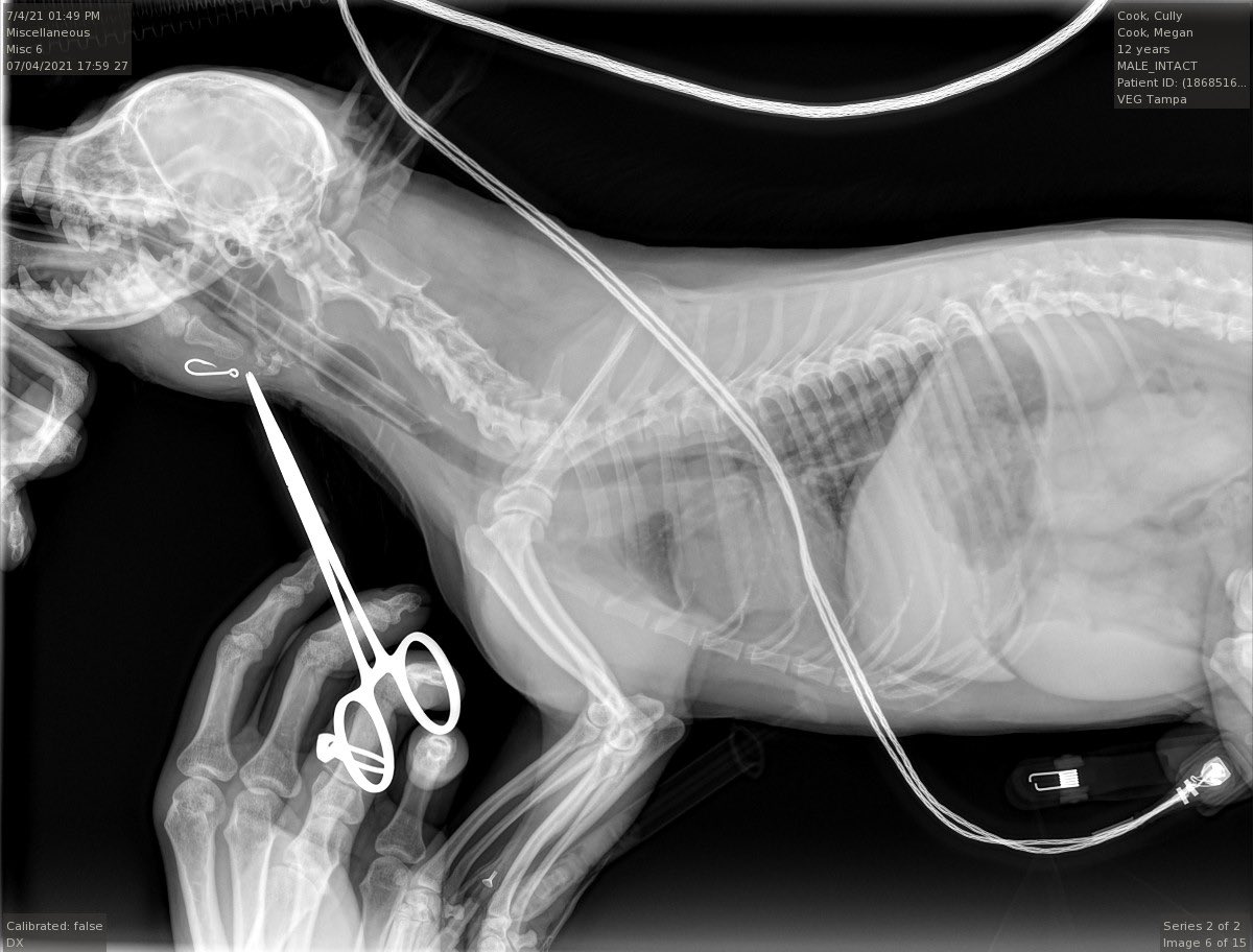 meg5653's tweet photo. @TheJohnSenning @DrewGarabo I took my dog to the vet because he swallowed a fish hook - a dog there had got his tail stuck in a door and BROKE IT! A broken tail! https://t.co/exDREQigcg