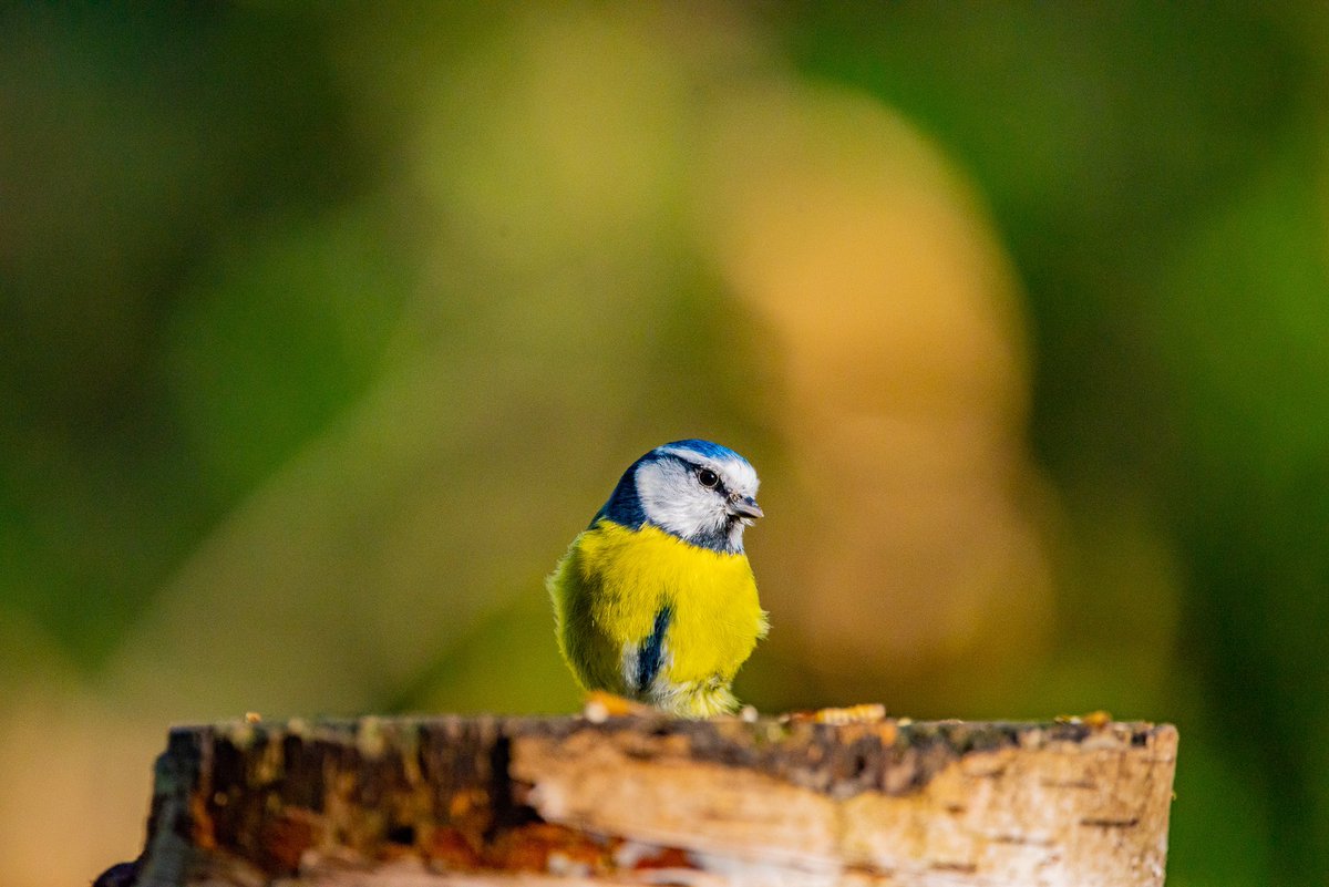 TeachCreateUK's tweet photo. A fun adventure to @MiddletonLakes today and we saw many small and speedy birds. Be sure to take some bird feed if you want a snap! #birdwatching #photography @Natures_Voice https://t.co/Edzu7UxIYS