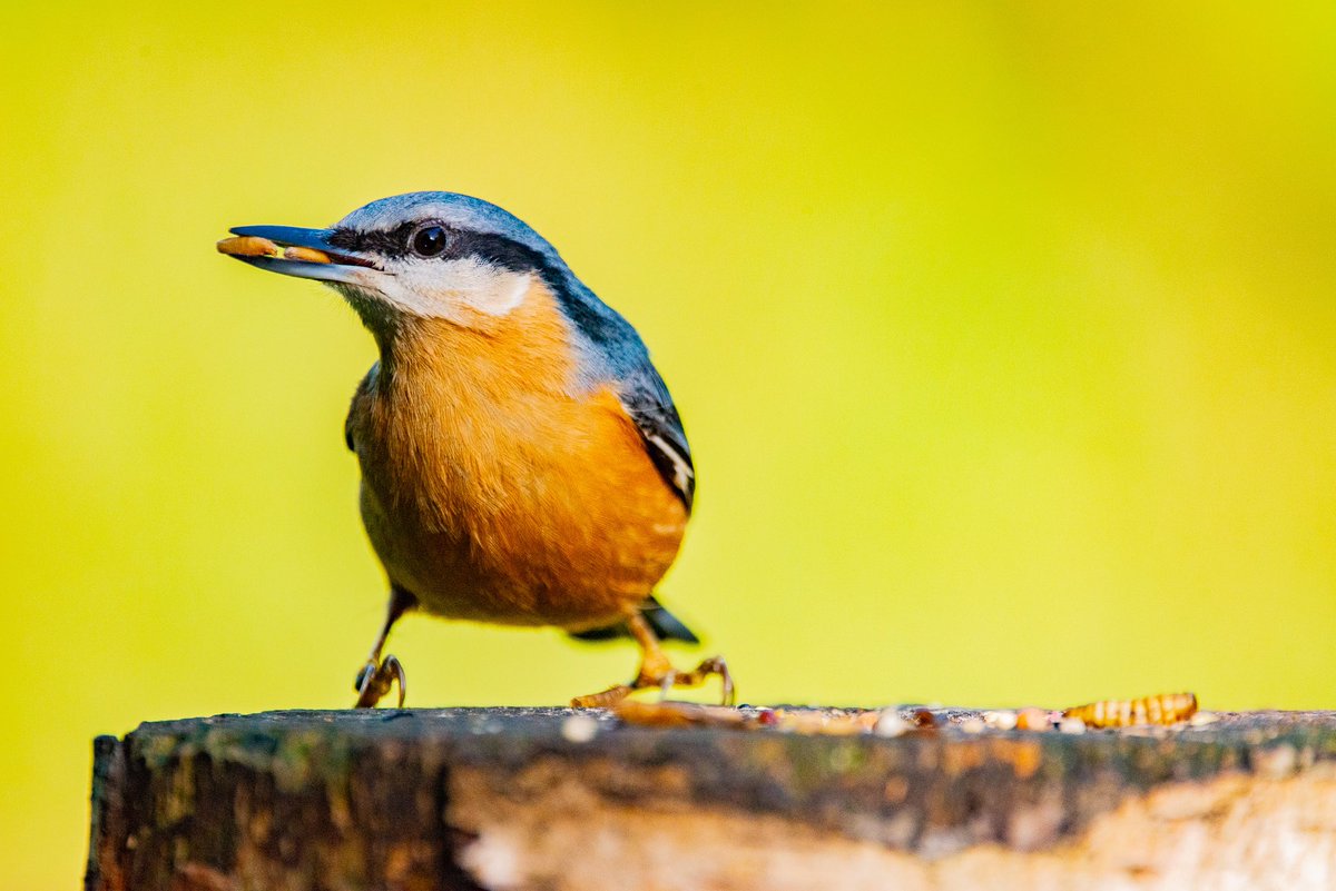 TeachCreateUK's tweet photo. A fun adventure to @MiddletonLakes today and we saw many small and speedy birds. Be sure to take some bird feed if you want a snap! #birdwatching #photography @Natures_Voice https://t.co/Edzu7UxIYS