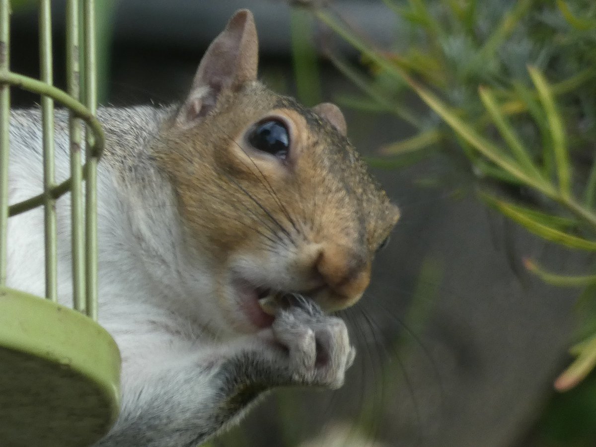 NatureNut19's tweet photo. @Kimikaze86 @Natures_Voice @Britnatureguide @LumpyandFriends https://t.co/kUFQZP9pIb
