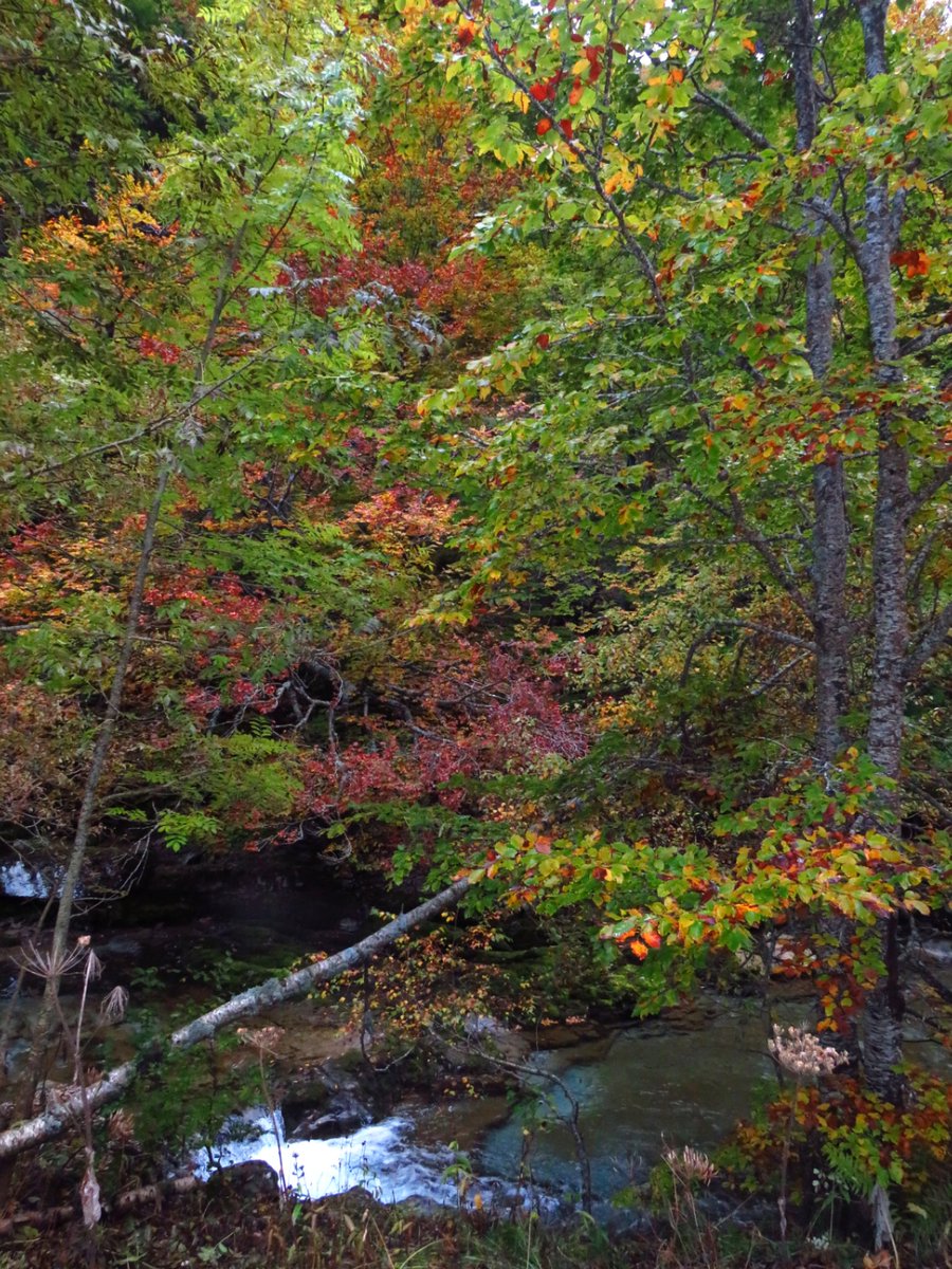 Otoño 😍 #Pirineos #ParqueNacionalDeOrdesaYMontePerdido #RutasConEncanto #Colores #Otoño