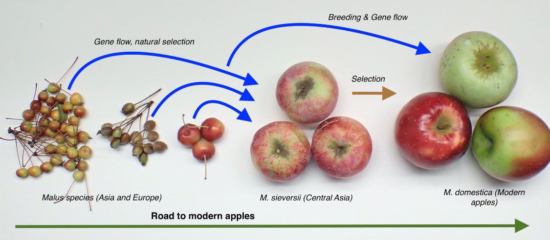 Happy #AppleDay &amp; #NationalAppleMonth ! Enjoy Domestication—Breeding Journey of modern #Apples . It is a quick draft with simplified details! #GeneticDiversity #CropWildRelatives Credits: KhanLab at Cornell