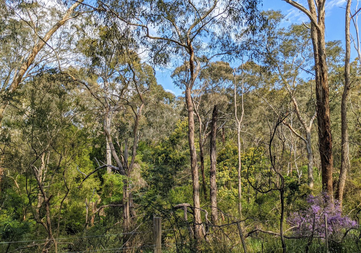 Good morning Melbourne you gorgeous thing! ☀️☕🙌💞 
Enjoy the end of lockdown days!
#seventypercentvaxxed #maskup  #vaxtothemax #IloveMelbourne