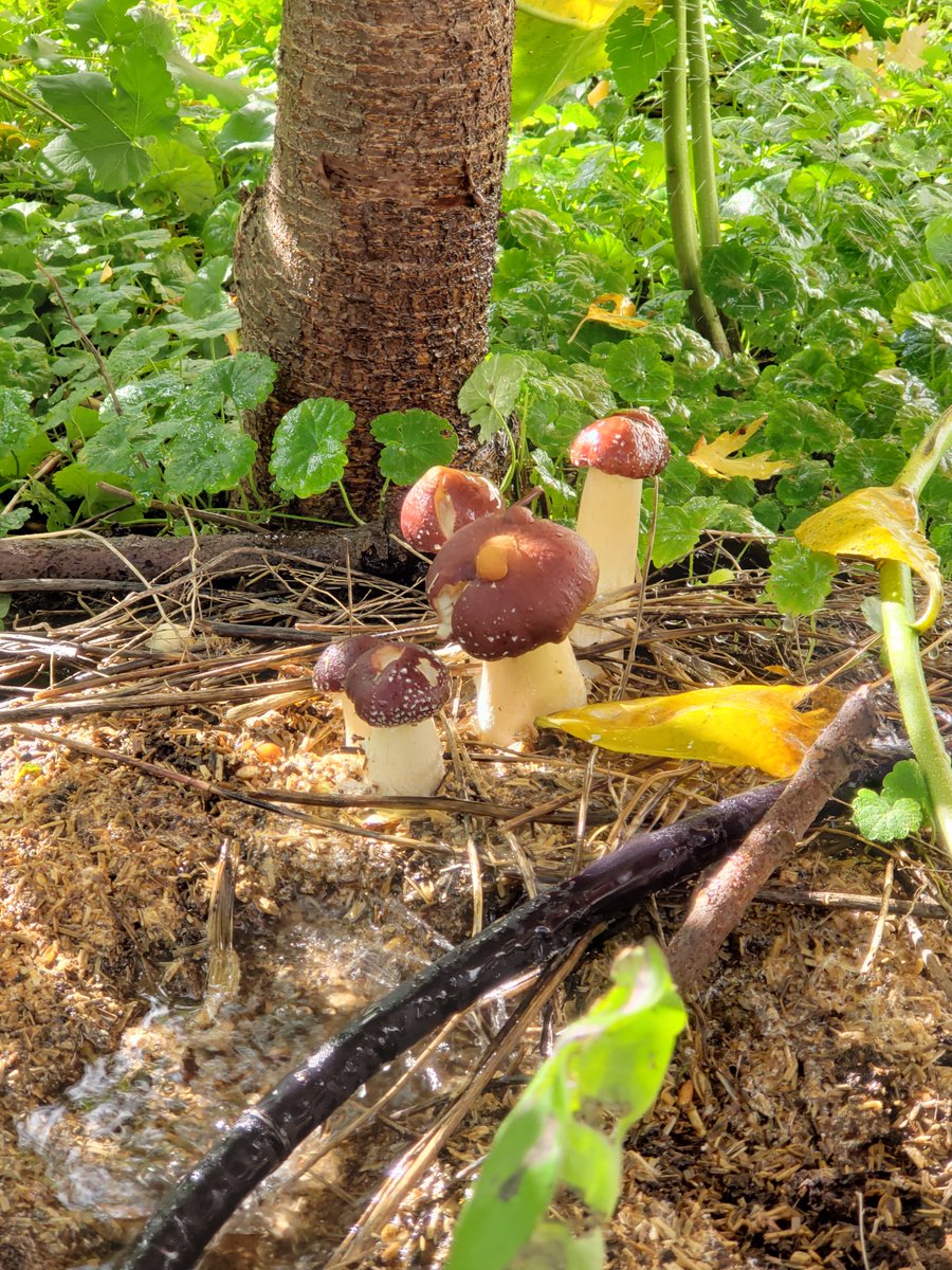ChampiMaison's tweet photo. ATERLIER CE DIMANCHE! 🍄  Serez-vous des nôtres pour l'atelier de ce Dimanche, 24 octobre ?
À Centrale Agricole à Montreal, Quebec en bordure du Marché Central on discutera des multiples usages des champis pour l'agriculture urbaine à Montréal! 

Billets:
https://t.co/1G22kjfpkx https://t.co/m1FkLL9kwT