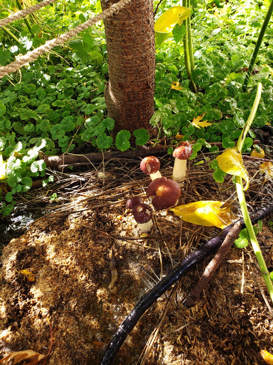 ChampiMaison's tweet photo. ATERLIER CE DIMANCHE! 🍄  Serez-vous des nôtres pour l'atelier de ce Dimanche, 24 octobre ?
À Centrale Agricole à Montreal, Quebec en bordure du Marché Central on discutera des multiples usages des champis pour l'agriculture urbaine à Montréal! 

Billets:
https://t.co/1G22kjfpkx https://t.co/m1FkLL9kwT
