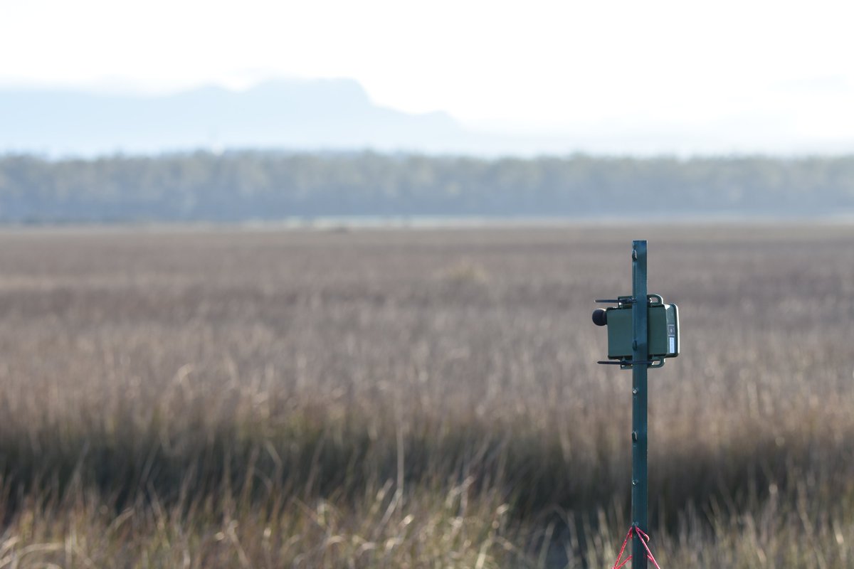 nature_trackers's tweet photo. Boom…
#LoveYourWetland #wetlands #Birding #Bats #Tasmania #ThreatenedSpecies #NatureConservation #populationmonitoring #acoustic https://t.co/zK1THwIZoS