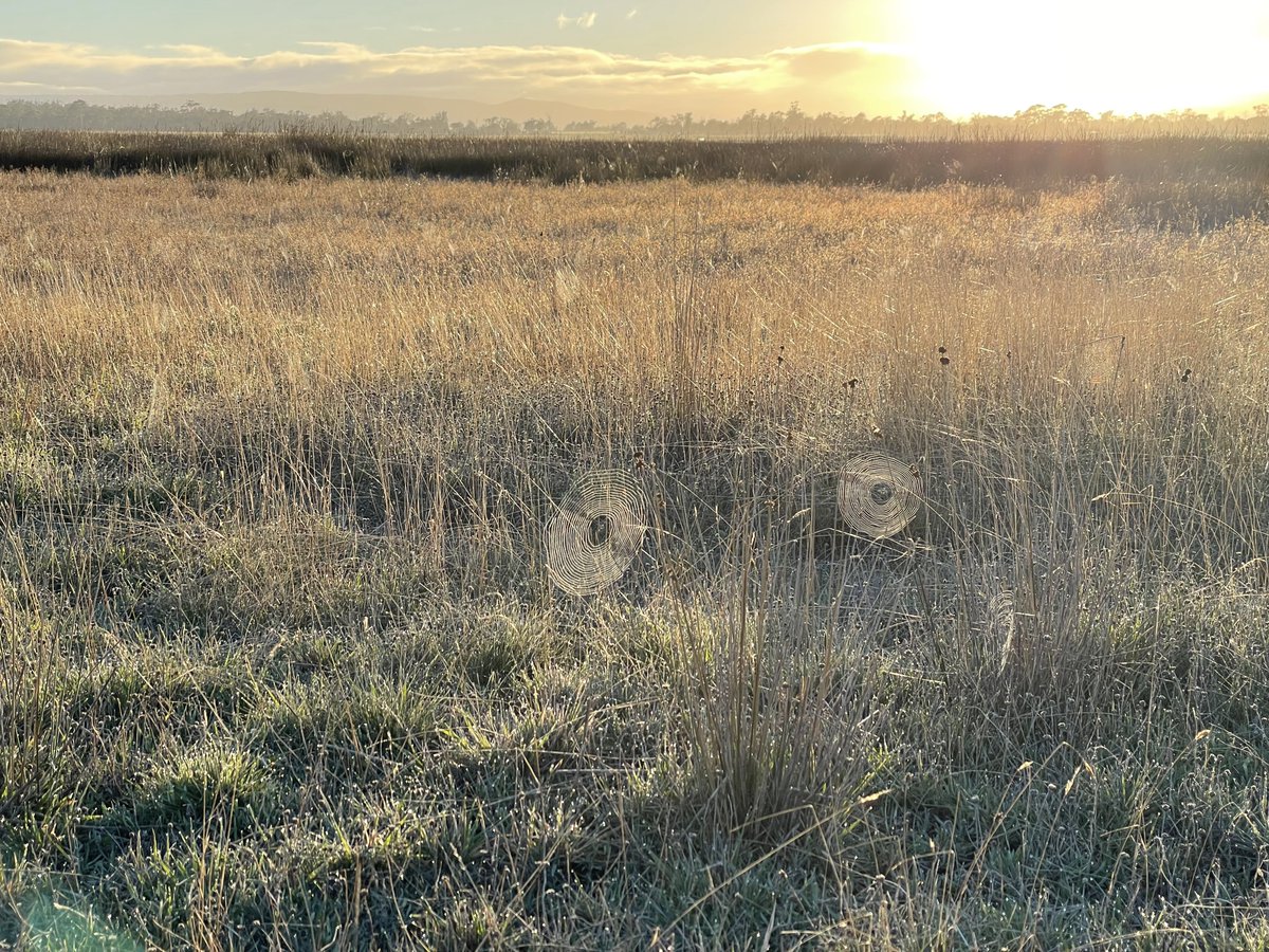 nature_trackers's tweet photo. Boom…
#LoveYourWetland #wetlands #Birding #Bats #Tasmania #ThreatenedSpecies #NatureConservation #populationmonitoring #acoustic https://t.co/zK1THwIZoS