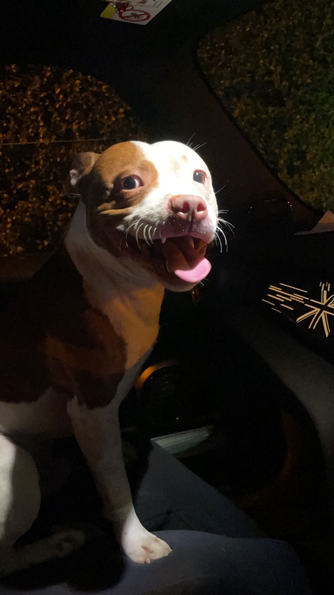 jennymcgd's tweet photo. Very friendly dog found on the Howth Road this evening, somebody must be missing him @DublinSPCA @loveclontarf_ie https://t.co/iXqFrSMNq8