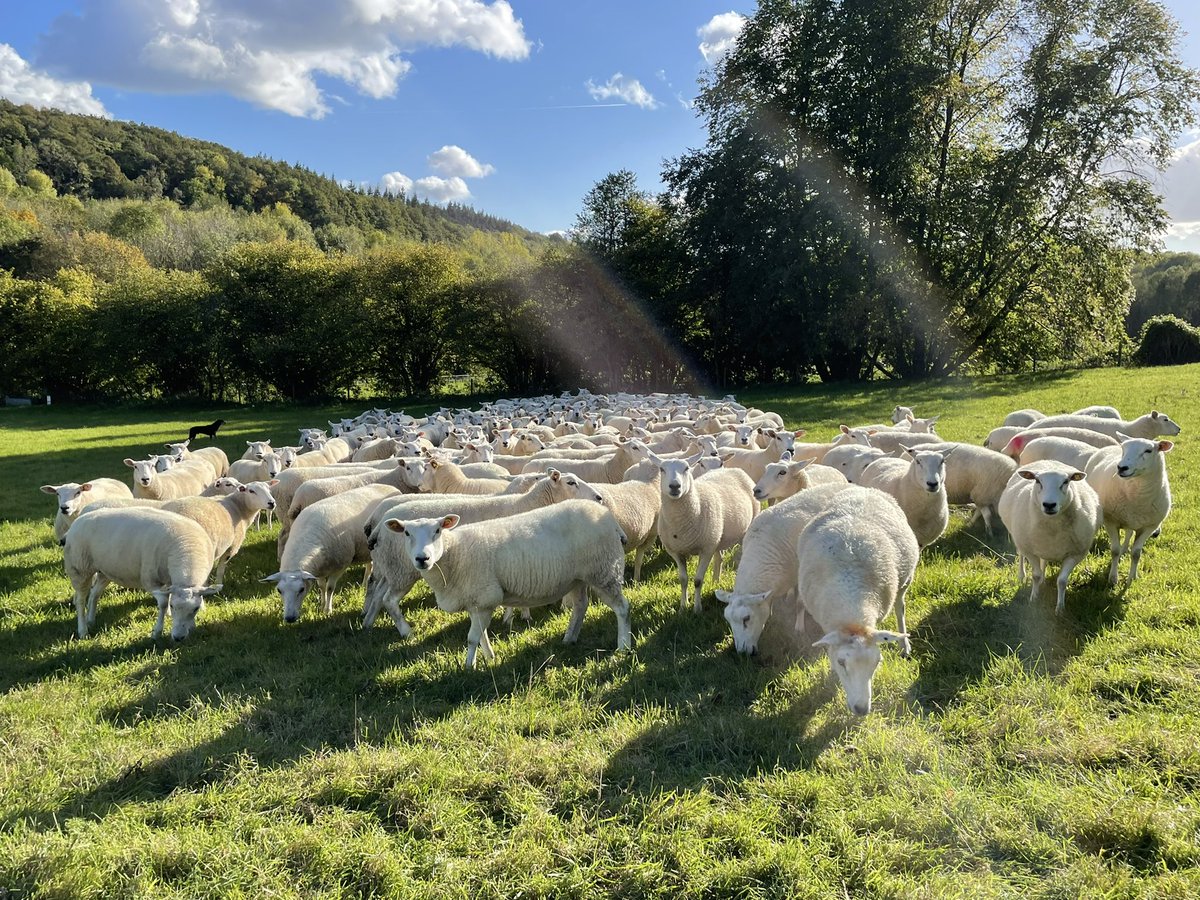 Handsome flock of ewes. Yours if you are in market for pedigree MV accredited flock of Lleyns