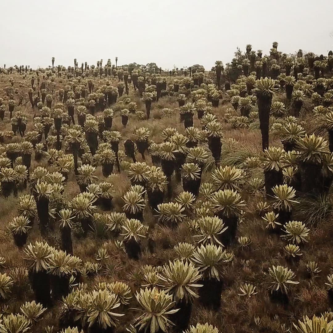 MichaelMoens2's tweet photo. Espeletia pycnophylla, the emblem of Páramo del Angel, Ecuador

I could wander off for hours in this magical landscape

#paramo #ecuador #landscape #wander #flora #plants #mountains https://t.co/jrjYACPtJF