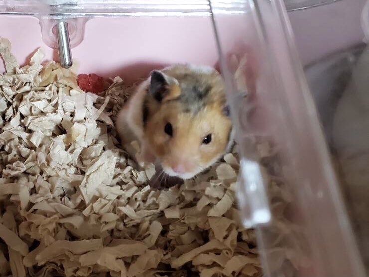 hamsterkomasan's tweet photo. 早く退院してチビ達に会いたいですなぁ。
#脳腫瘍
#ハムスター
#会いたい https://t.co/S0wzzIhkKj