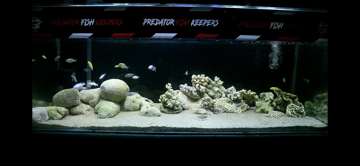 AquaticFarm's tweet photo. Fish in ,  african cichlid tank 
https://t.co/L52xANQyfc https://t.co/EyJv9uGUfR