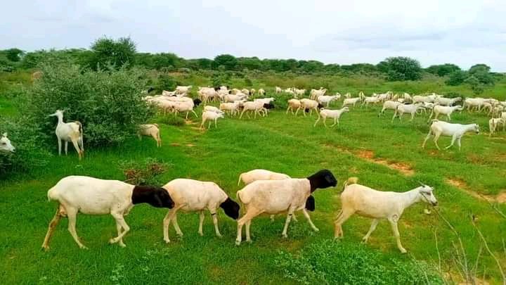ZamzamHimilo's tweet photo. Rako raaxo💯🥰 https://t.co/LADqh2NrMl