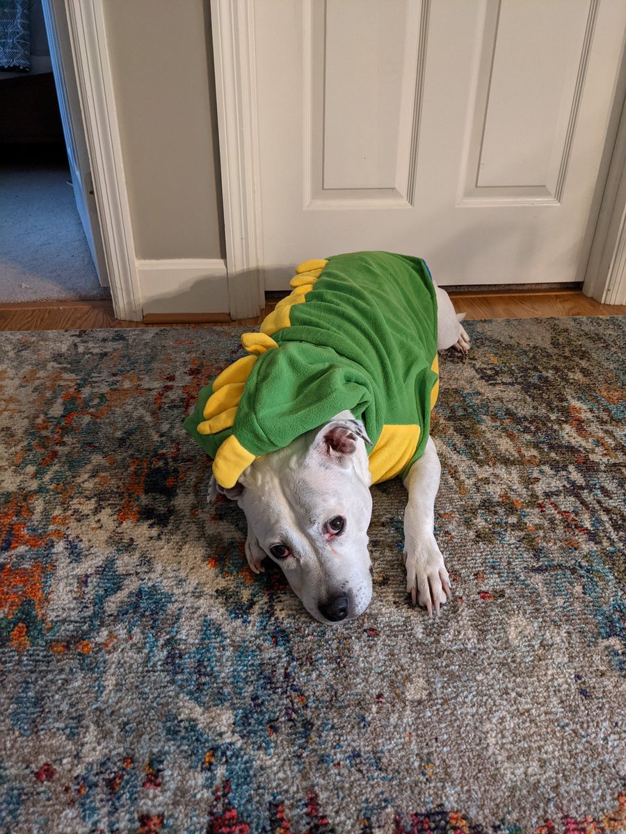 izzib76's tweet photo. Introducing my dogs Halloween costumes

#DogsofTwittter #Pitbull #DogsInCostume #halloween2021 https://t.co/zksfavwGgG