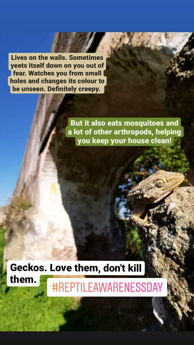 #Geckos. Love them, don't kill them. #ReptileAwarenessDay #tarentola