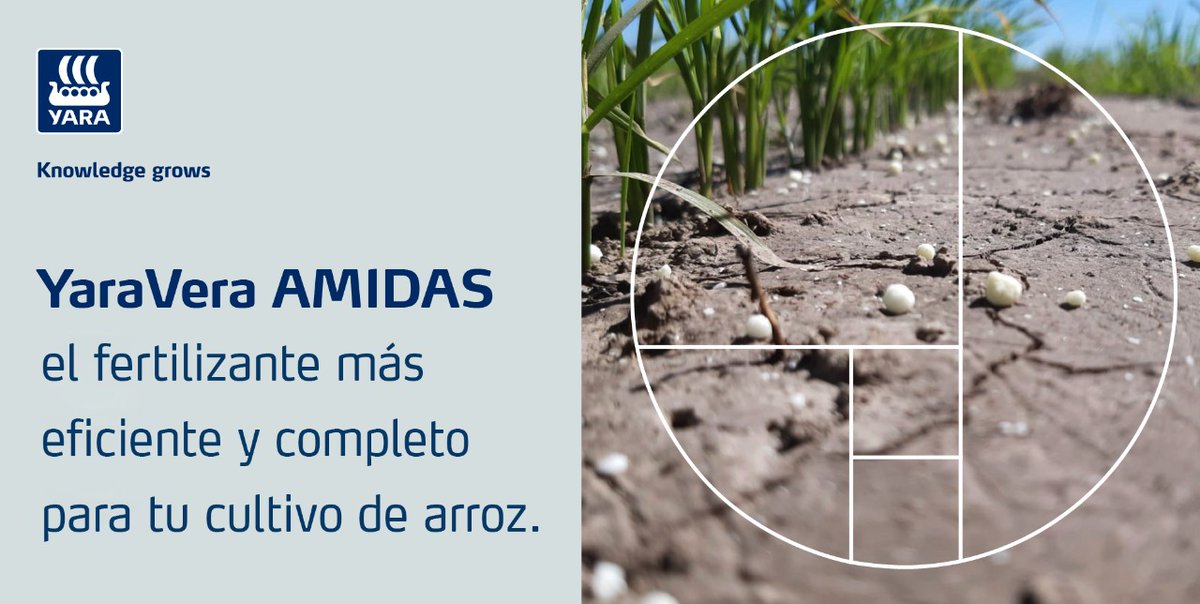 YaraArgentina's tweet photo. Con YaraVera AMIDAS, obtenés una mezcla química balanceada y mínimas perdidas de volatilización.
Asegurate una excelente calidad física y una aplicación más homogénea.
#Yara #YaraArgentina #arroz #cultivo #granulo #agricultura #campo #agro #campoargentino https://t.co/yt5TJS5JqY