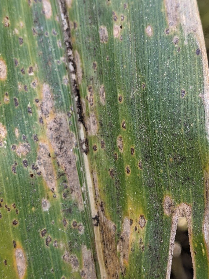 SDSU Extension Plant Pathology tweet media