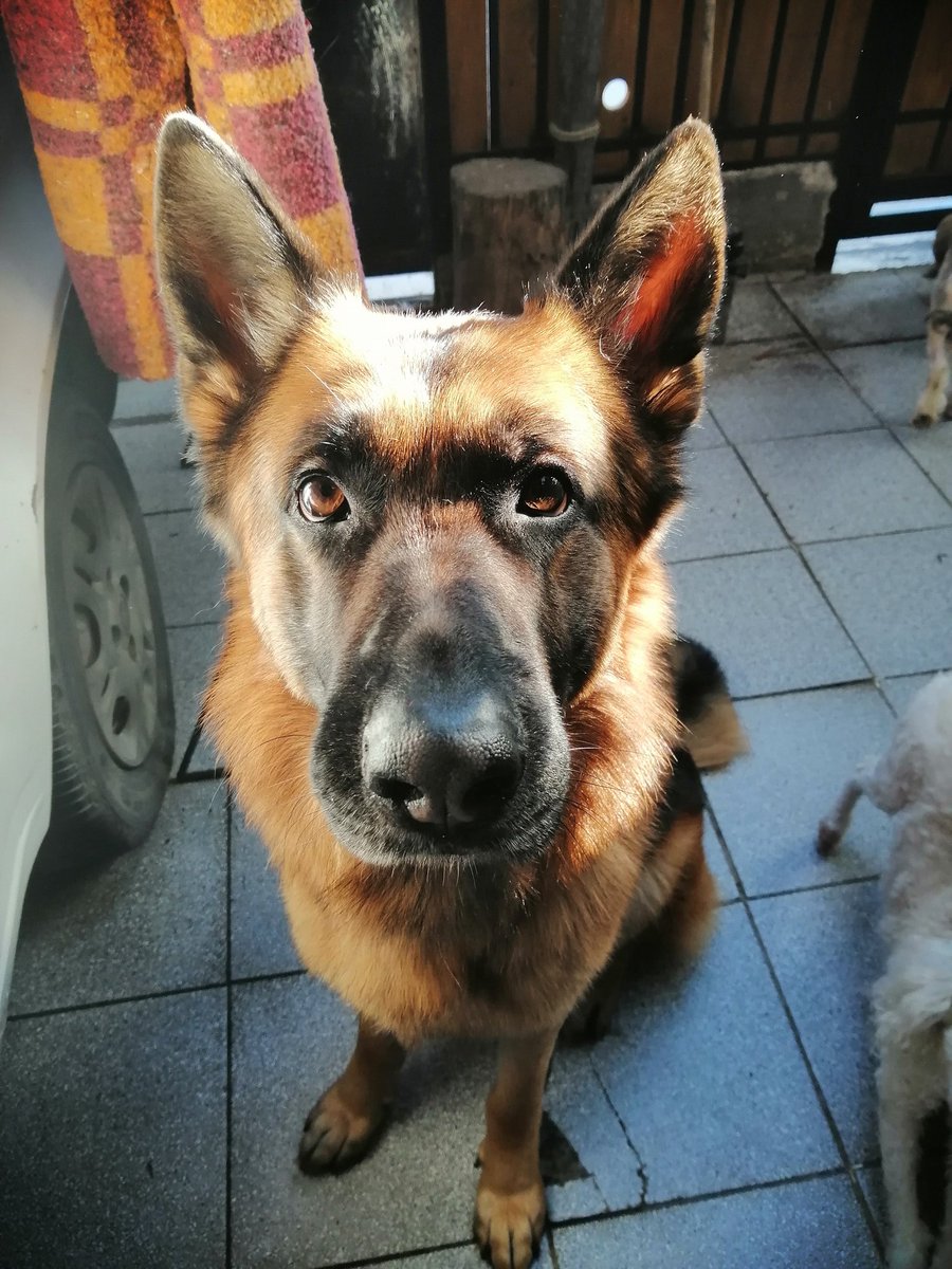 NataliDenis2's tweet photo. Que es linda esta criatura ☺️💕
#GermanShepherd
#doglovers #Dog #cutedog https://t.co/qtVa0JVDZ0
