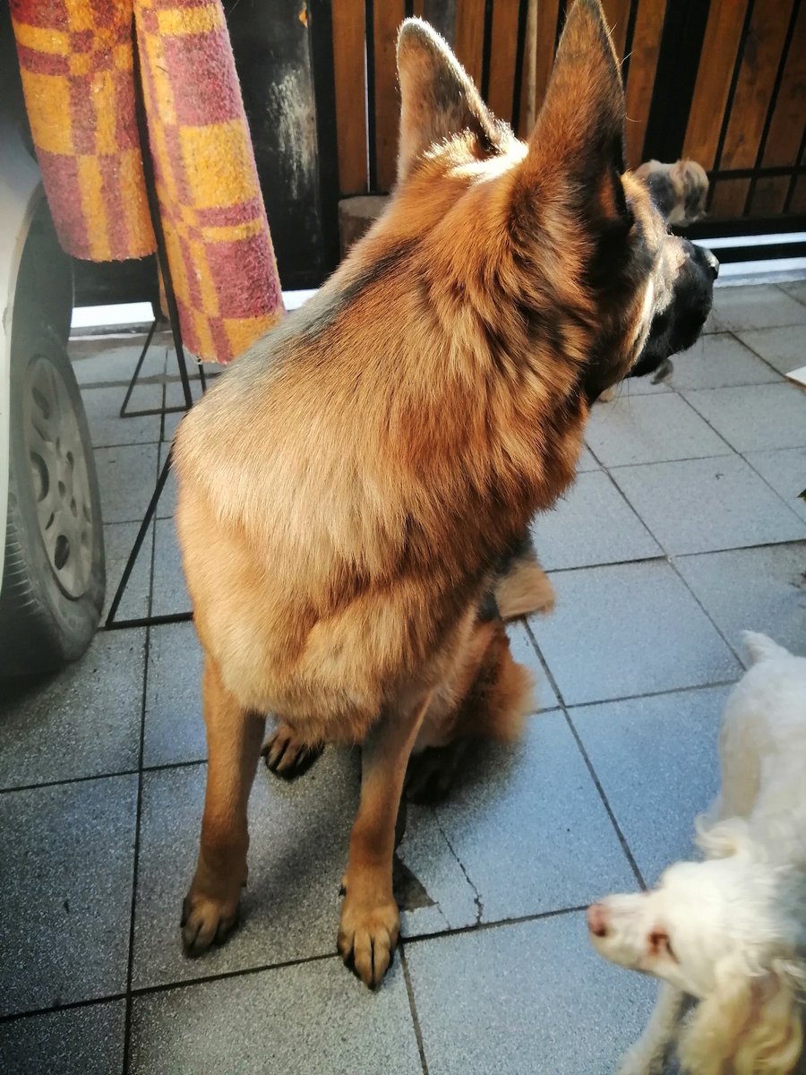 NataliDenis2's tweet photo. Que es linda esta criatura ☺️💕
#GermanShepherd
#doglovers #Dog #cutedog https://t.co/qtVa0JVDZ0