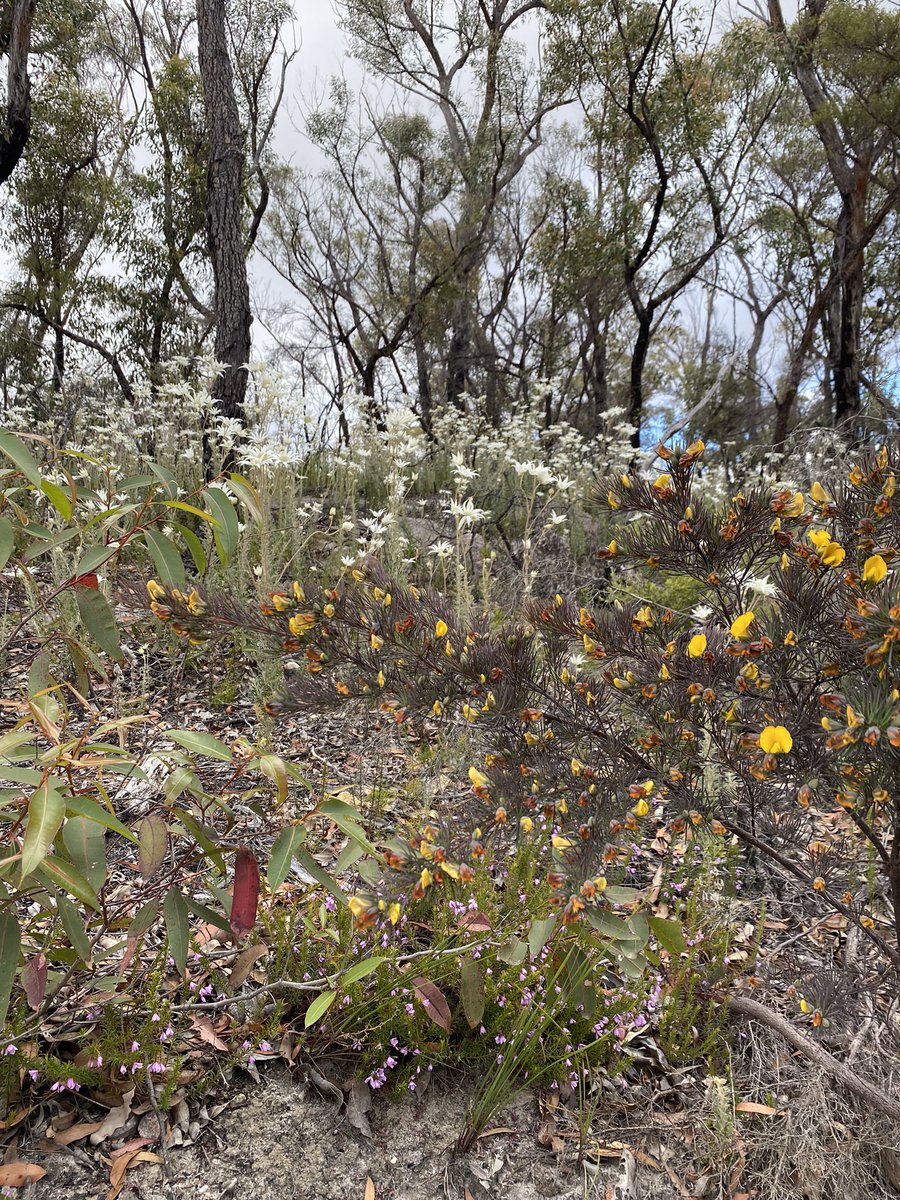 The Great Southern Bioblitz starts today and goes until Monday, and things are popping out in the #BlueMountains 🤩 Upload photos of plants and animals to iNaturalist this weekend, and you’ll record a snapshot of biodiversity and learn about your local wildlife too. <a href="/GSBioblitz/">GreatSouthernBioblitz</a>