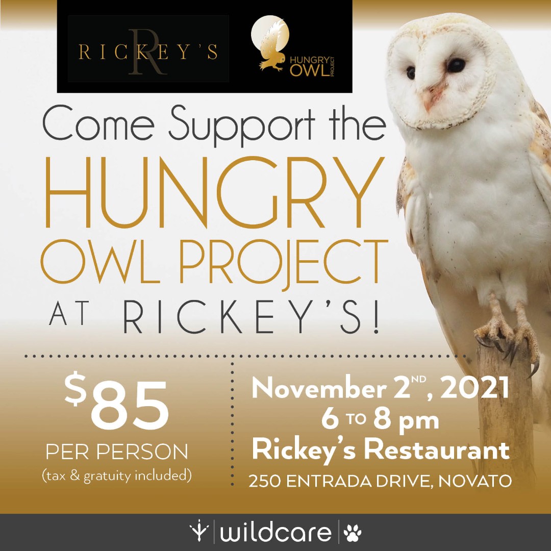 hungry_owl's tweet photo. Tuesday November 2nd, WildCare's Hungry Owl Project will offer a night of fun at Rickey’s Restaurant!

This event is generously sponsored by Pet  Emergency  + Specialty Center of Marin @ethosvethealth

Space is limited so purchase your ticket now at https://t.co/b3BStt4ICC https://t.co/CfdG2MuMfw