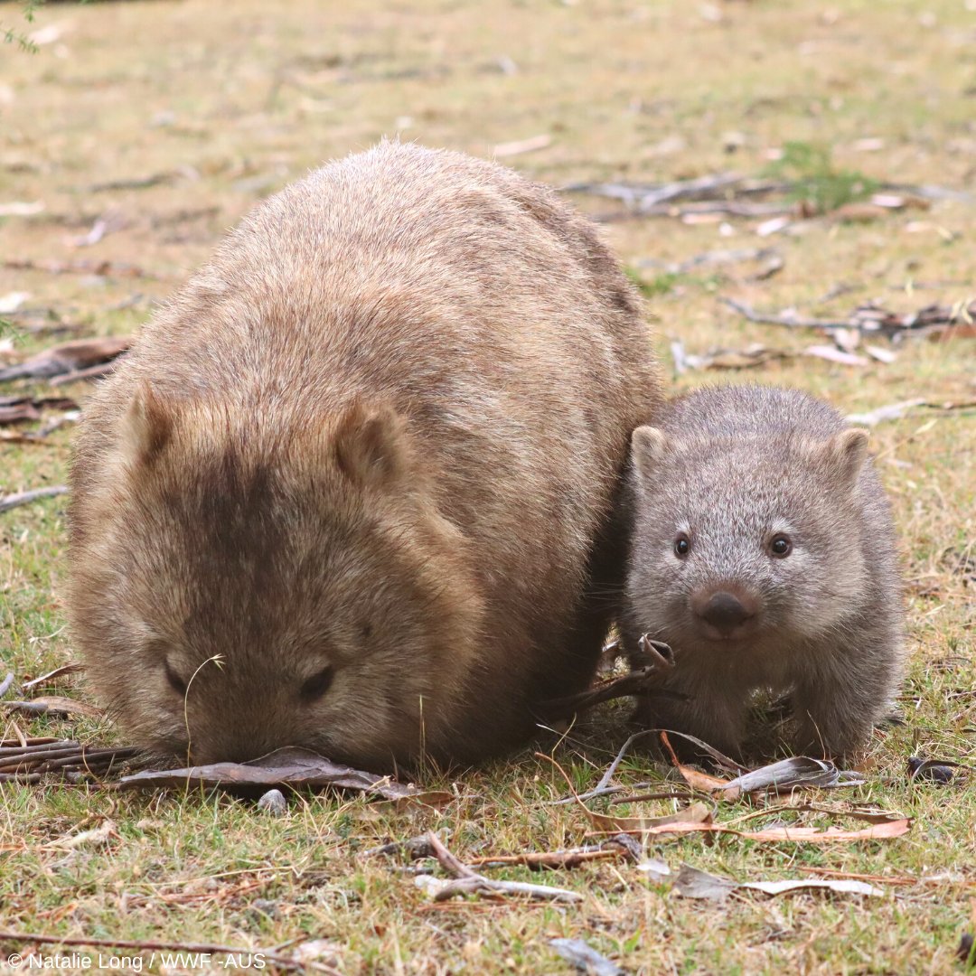 WWF_Australia tweet picture