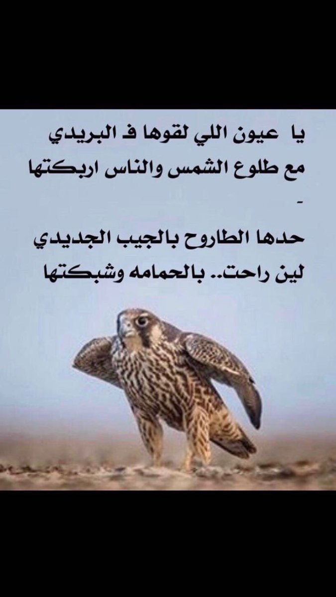 Muteb14alkhail's tweet photo. ياعيون اللي لقوها فـ البريدي
مع طلوع الشمس والناس اربكتها
-
حدها الطاروح بالجيب الجديدي
لين راحت بالحمامه وشبكتها
-
#متعب_الخيل https://t.co/Az6P27PEyG