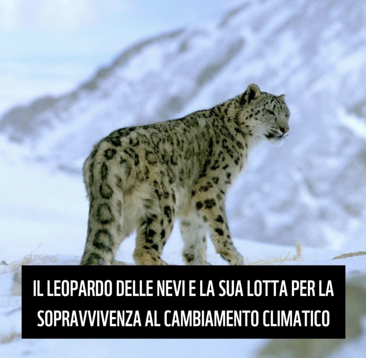 per_sociale's tweet photo. Il leopardo delle nevi è una delle specie
simbolo del cambiamento climatico
❄️🐾
#wwfitalia #snowleopard #habitat #GenerAzioneClima
#climatechange #perilsociale https://t.co/nDL7hhfAR7