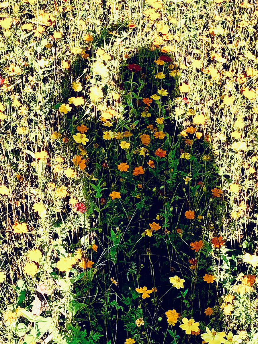 “Looking To The Future” #FloralArt #SheIsInTheShadows #FineArtPhotographer