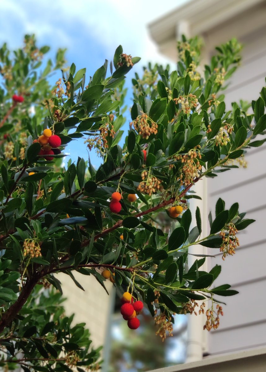 Michael Lin, MD PhD 🧬 tweet media