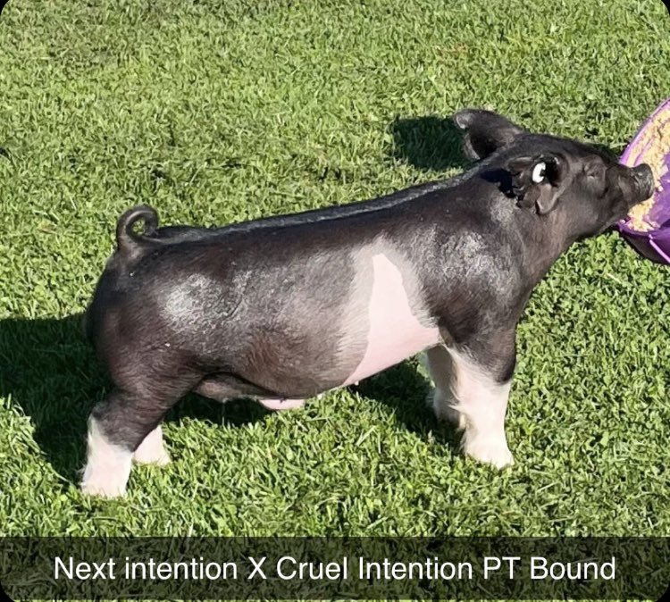 A must see in Lawton this weekend. Perfect Timing entry