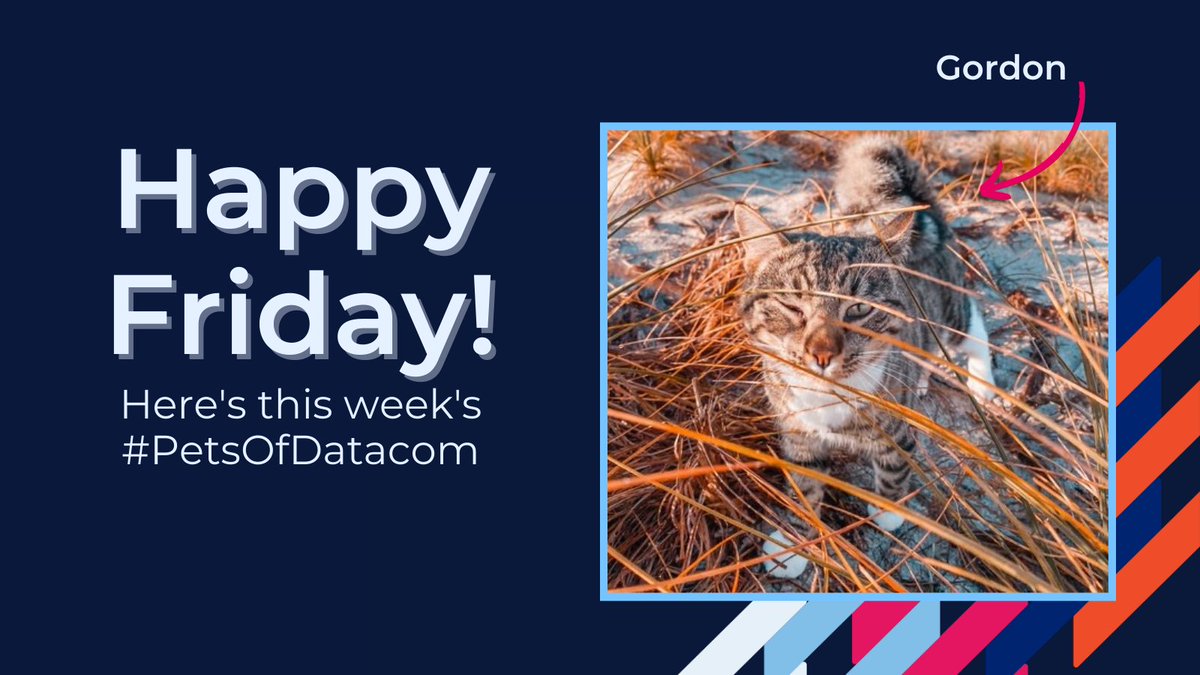 Datacom's tweet photo. Itโs Friday! Meet Gordon, todayโs #PetsOfDatacom. He wants you to have a great day! https://t.co/XxE92YaUD0