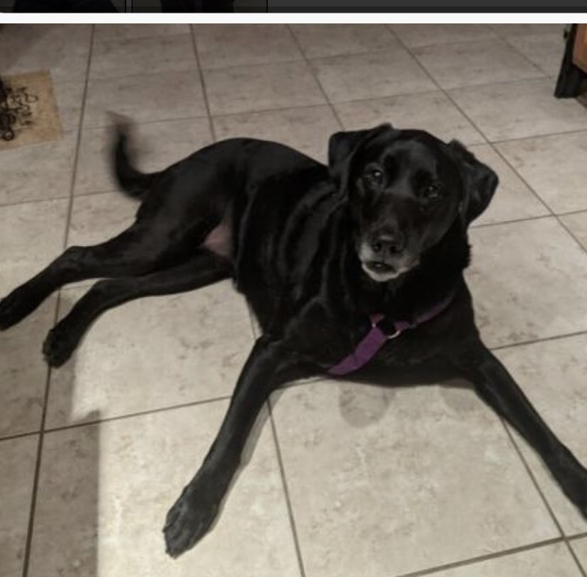 4luckydogs's tweet photo. ADOPT ME!!! 
Marli is an 8-yr old female probable lab/herding dog mix who is spayed, up-to-date on all shots, and who will make her new owner feel like they are the center of their universe!!  Marli is an ideal homebody-type dog.  Please apply for her at https://t.co/NbbyFX0vpR. https://t.co/7oA6osXPza