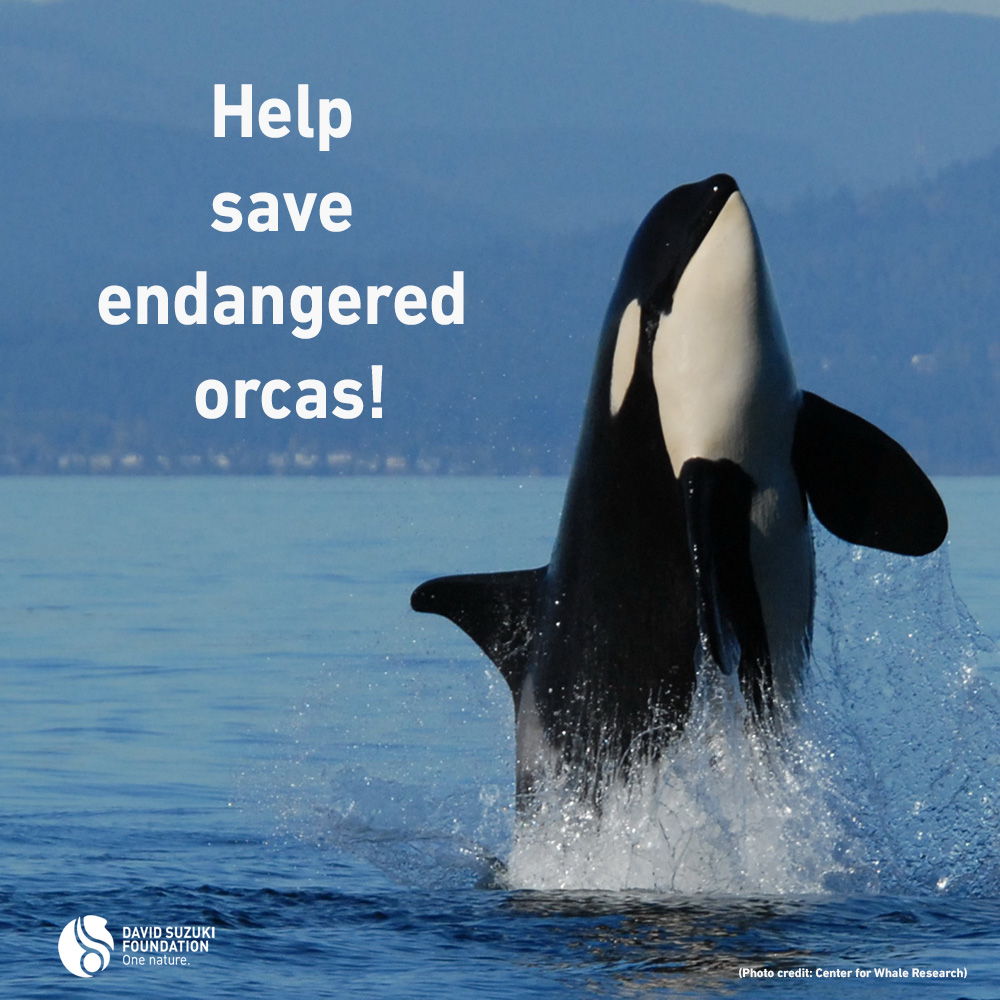 We need better enforcement to prevent whale-watchers and other boaters from breaking the law and harassing these iconic orcas. Please help us protect the 73 remaining Southern Resident orcas by signing this petition:  ➡️ ow.ly/8fUG50GvFsO 

 #protectorcas