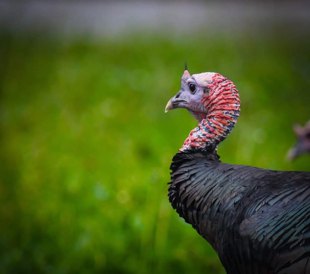 Mikey_E_Evans's tweet photo. Turkey Thursday! There are a ton in South Windsor nowadays. 
@garlickd13 @AmInCan55 @DiCarloDDC @CBCWindsor @EyesOnWindsor @windsorpublib @GLaysonANC #Turkey #turkeybird #feathers #gobble #Autumn #birdphotography #rafter https://t.co/cxEQ1i86M2