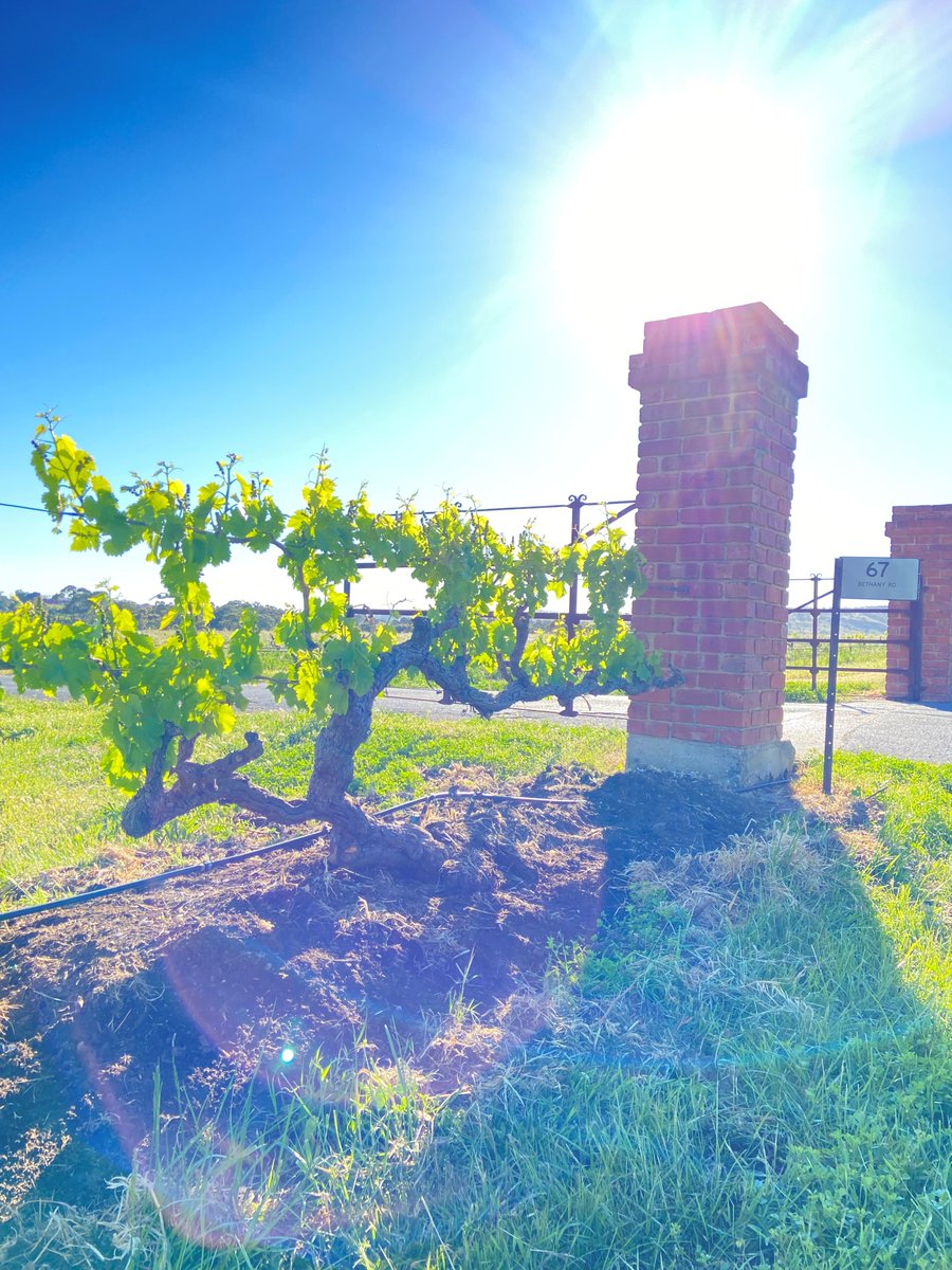 Hello Sunshine! Stunning morning at #67bethanyroad with our Old Vine Grenache fighting fit and healthy! Come for a visit over the weekend #adelaide #southaustralia <a href="/BarossaWineAu/">Barossa Wine</a> #barossa #mybarossa #rose #grenache #shiraz
