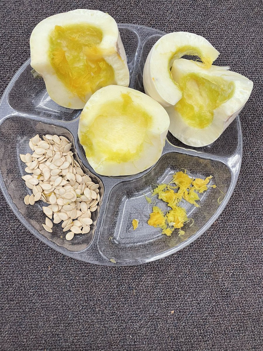 MsParbeeBrar's tweet photo. Pumpkin Investgation: What’s inside of a white pumpkin? @RoyalHeightsBC @Surrey_Schools #sd36learn https://t.co/N5poFtqWsD