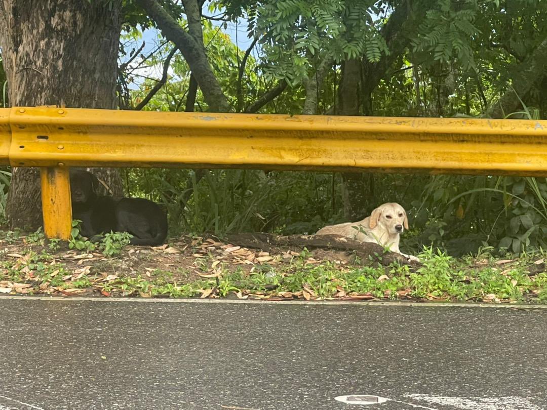 maribeld_'s tweet photo. #BUSCAN A SUS DUEÑOS O ALGUIEN QUE PUEDA DARLES RESGUARDO. 
Dos peludos perdidos en el cruce hacia el solar del hatillo. El negro es macho, la catira es hembra. Llevan más o menos 1 semana en este mismo sitio. Caracas
Contacto: 0412-3277515
FAVOR DIFUNDIR 🐾🙏🏻 https://t.co/l4MXpC78Um