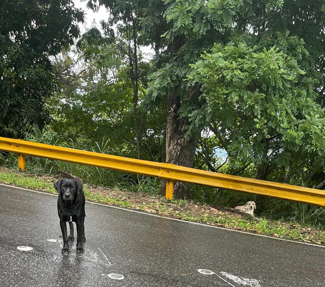 maribeld_'s tweet photo. #BUSCAN A SUS DUEÑOS O ALGUIEN QUE PUEDA DARLES RESGUARDO. 
Dos peludos perdidos en el cruce hacia el solar del hatillo. El negro es macho, la catira es hembra. Llevan más o menos 1 semana en este mismo sitio. Caracas
Contacto: 0412-3277515
FAVOR DIFUNDIR 🐾🙏🏻 https://t.co/l4MXpC78Um