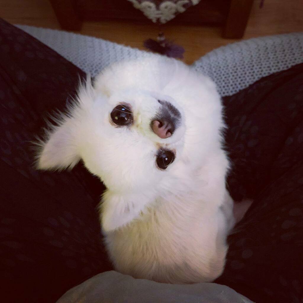 wee_chi_ivy's tweet photo. Y u stop petting me? 🧐
-
📸 @cat.liv.fra
-
#ivythechihuahua #glasgow #glasgowdogs #glasgowdogsofinstagram #pet #petsofinstagram #dog #chihuahua_glasgow #dogsoftheweek
#dogsofinstagram #petlove #dogs #petlife #chihuahuas #puppy #dogstagram #instadog #… https://t.co/VvyPtYOuI7 https://t.co/ACkRLlDJqv